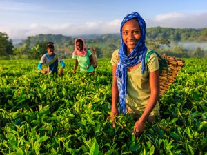 Building a Green Economy in Africa: A Path Toward Sustainable Prosperity