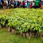 Kigali Serena Hotel Plants 7,500 Trees Across Rwanda to Promote Environmental Conservation and Nutrition
