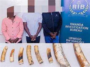 Rwanda: Three Arrested for Smuggling Elephant Tusks Using District Vehicle
