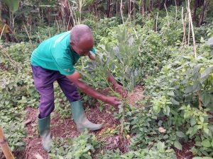 Rooted in Community: How Local Leadership Is Driving Sustainable Restoration in Rwanda’s Lake Kivu Region
